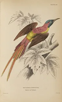 Naturalists Prints: 1835 Antique Art Biology Bird Birds Classification