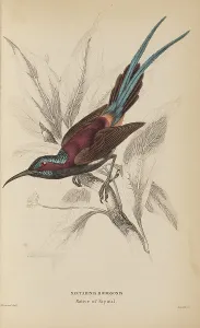 Naturalists Prints: 1835 Antique Art Biology Bird Birds Classification