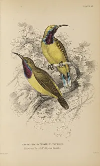 Naturalists Prints: 1835 Antique Art Biology Bird Birds Classification