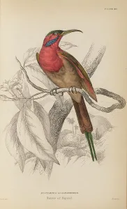 Naturalists Prints: 1835 Antique Art Biology Bird Birds Classification