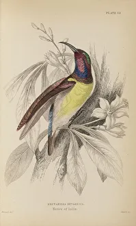Naturalists Prints: 1835 Antique Art Biology Bird Birds Classification