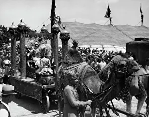 Tent Prints: 1920S 1930S Camels Pulling Circus Parade Float Past Crowd And Big Top Tent