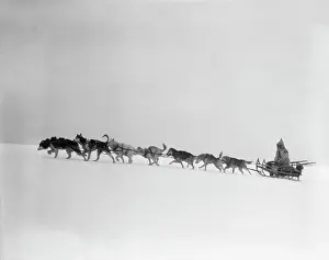 1920S 1930S Dog Leading Sled Dogs Using Harnesses To Pull Rider Musher Through Treacherous Winter Snow Conditions