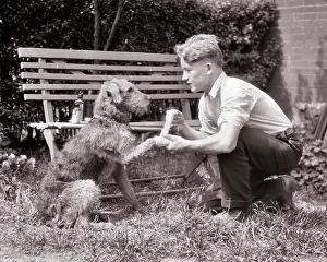 Injured Prints: 1920s CONCERNED WORRIED PRETEEN BOY ADMINISTERING FIRST AID TO INJURED ROUGH FUR MUTT DOG WRAPPING FRONT PAW IN COTTON