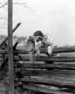 Pheasant Prints: 1920s ENGLISH SETTER DOG CLIMBING OVER WOODEN FENCE CARRYING DEAD BIRD PHEASANT IN MOUTH