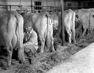 Beverage Prints: 1930S 1940S 1950S Three Men Hand Milking Three Milk Cows In Dairy Barn Farming