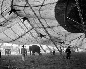 : 1930s ELEPHANT AND WORKERS ERECTING BIG TOP CIRCUS TENT