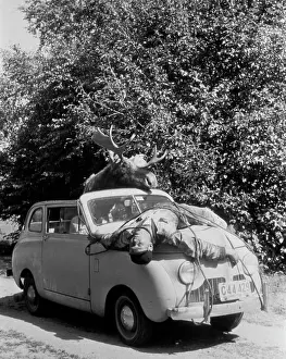 Mystery Prints: 1940S 1950S Moose Driving Car With Man Strapped Tied To The Hood
