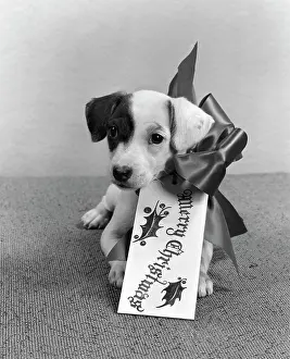 Xmas Prints: 1940S Cute Gift Puppy Merry Christmas Bow And Tag