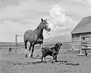 Oldtime Prints: 1950s 1960s BLACK DOG LEADING HORSE BY HOLDING ROPE HALTER IN HIS MOUTH