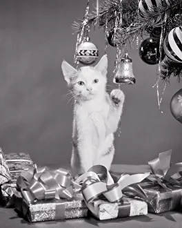 Contact Prints: 1950s 1960s KITTEN UNDER CHRISTMAS TREE WITH TINSEL ORNAMENTS AND PRESENTS LOOKING AT CAMERA - x2865 HAR001 HARS BLACK