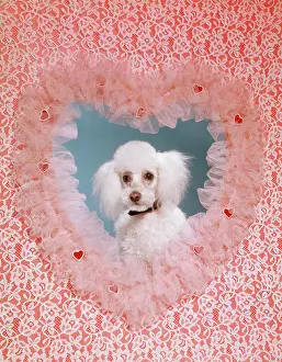 Oldtime Prints: 1950s 1960s MINIATURE FRENCH WHITE POODLE IN CENTER OF LACE RUFFLE VALENTINE HEART PET LOVE DOG DOGS