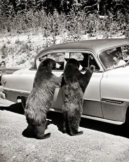 Autos Prints: 1950s TWO BLACK BEARS Ursus americanus STANDING LOOKING IN WINDOWS OF CAR YELLOWSTONE NATIONAL PARK WYOMING USA