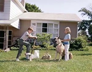 1960s Prints: 1960S 1970S Boy Girl Dog Planting Tree Front Suburban House
