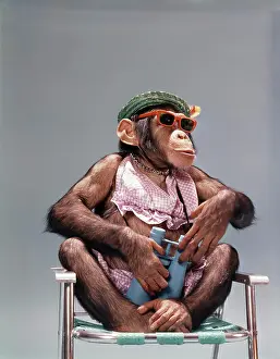 Chimpanzee Prints: 1960S 1970'S Chimpanzee Wearing Summer Clothing And Sunglasses Sitting In Lawn Chair Holding Binoculars