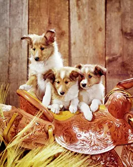 Leather Prints: 1960s THREE CUTE LOVABLE COLLIE PUPPY DOGS ON TOP OF TOOLED LEATHER WESTERN SADDLE PORTRAIT