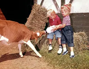 Oldtime Prints: 1960s TWO FARM CHILDREN IN BARNYARD BLOND BOY GIRL BROTHER SISTER FEEDING JERSEY CALF BOTTLE OF MILK