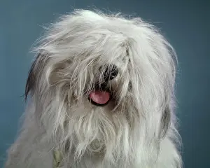 Level Prints: 1960s FUNNY HAIRY MESSY MOP HEAD OF BEARDED COLLIE SHEEPDOG PINK TONGUE AND TIP OF BLACK NOSE ARE ALL THAT IS VISIBLE