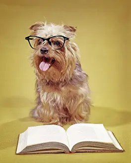 Expressions Prints: 1960s A SHAGGY DOG WEARING EYEGLASSES WITH BOOK LOOKING AT CAMERA - dogs