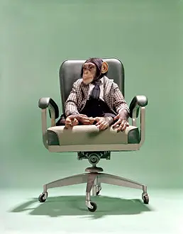 Chimpanzee Prints: 1970S Businessman Chimpanzee Sitting In Office Chair Wearing Pants Sports Jacket White Shirt And Necktie