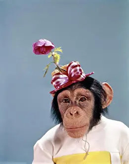Chimpanzee Prints: 1970S Funny Fashion Chimpanzee Wearing Dress And Hat With Flower And Bow
