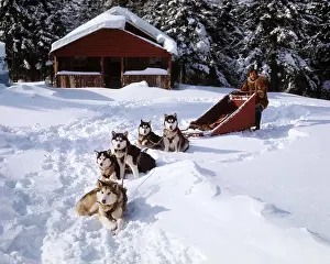 Property Prints: 1970s MAN A MUSHER CARGO DOG SLED 5 HUSKIES DOGS TEAM READY WAITING TO GO IN WINTER SNOW SKI CHALET BUILDING IN