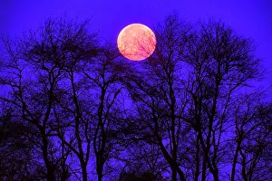 Mystery Prints: 1980s BARE TREE BRANCHES ON A DARK NIGHT SILHOUETTED AGAINST RED ORANGE FULL MOON