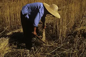 Laboring Prints: 1980s CHINESE WOMAN STOOPED OVER HARVESTING WHEAT BY HAND WITH SICKLE WEARING STRAW HAT HONAN CHINA