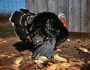 Farmyard Prints: 1980S Profile Male Tom Turkey Full Display Of Feathers