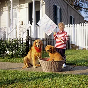 1990s Prints: 1990s BOY STANDING IN FRONT OF HOUSE WITH GOLDEN RETRIEVER DOG AND PUPPY IN BASKET HOLDING SIGN PUPPIES FOR SALE