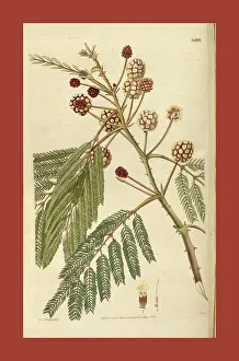 1900s Prints: 19th century botanical colour print