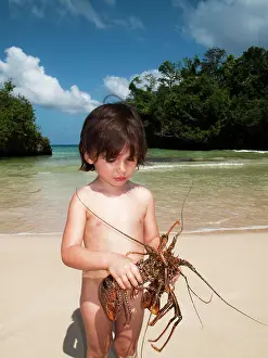 Seafood Prints: 3 year old eurasian boy holding live lobsters on the beach