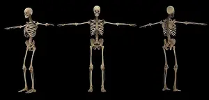 Human Representation Prints: 3D rendering of human skeletal system at different angles