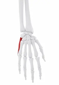 Graphic Prints: Abductor digiti minimi muscle, computer illustration