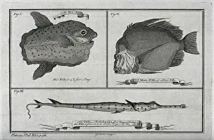 Etching Prints: Above, a sun-fish and a moonfish; below