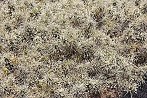 Filling The Picture Prints: Abrojo (Opuntia tunicata), native to Mexico