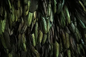Angel Prints: abstract background of dark feathers