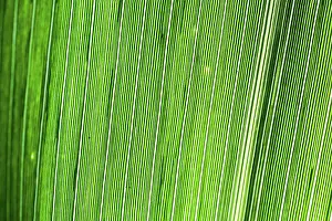 Photosynthesis Prints: Abstract Macro Detail of a Leaf