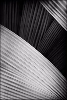Ghic Prints: Abstract Palm Frond Detail