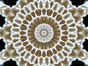 Dreamy Prints: An abstract patter made from applying fractal mirroring to a photo of snake skin