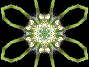 Dreamy Prints: An abstract pattern made by applying fractal mirroring to a photo of a fuzzy wildflower