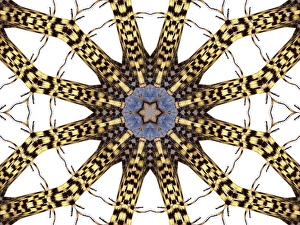 An abstract pattern made by taking a photo of a Garden Spider and applying fractal mirroring