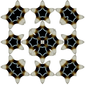Tooth Prints: An abstract pattern made by taking a photo of a human tooth and applying fractal mirroring