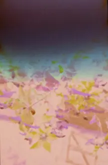 Pink Prints: Abstract Purple and Pink Textured Film Background