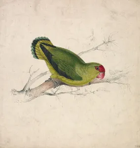 1832 Prints: Abyssinian Parrakeet Plate 39 Edward Lear 1812-1888