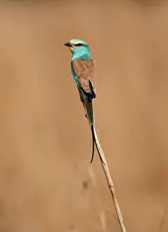 Senegal Prints: Abyssinian Roller (Coracias abyssinica) adult, perched on cereal stem, Senegal, january