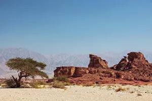 Arid Prints: An acacia tree and arid landscape, timna park arabah israel