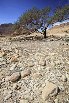 Jordan Prints: Acacia tree on rocky terrain and the judean mountains, jordan valley israel