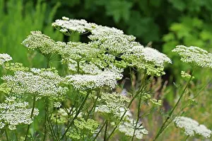 Wild Flowers Prints: Acker-Haftdolde, Caucalis platycarpos