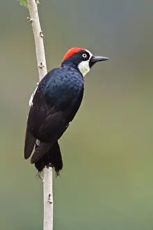 Rainforests Prints: Acorn Woodpecker (Melanerpes Formicivorus) Perched On A Branch In Costa Rica
